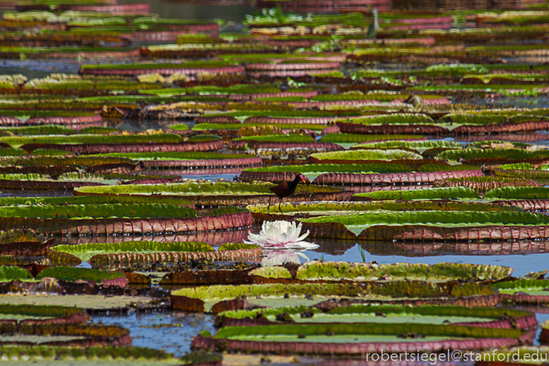 lone flower among giants